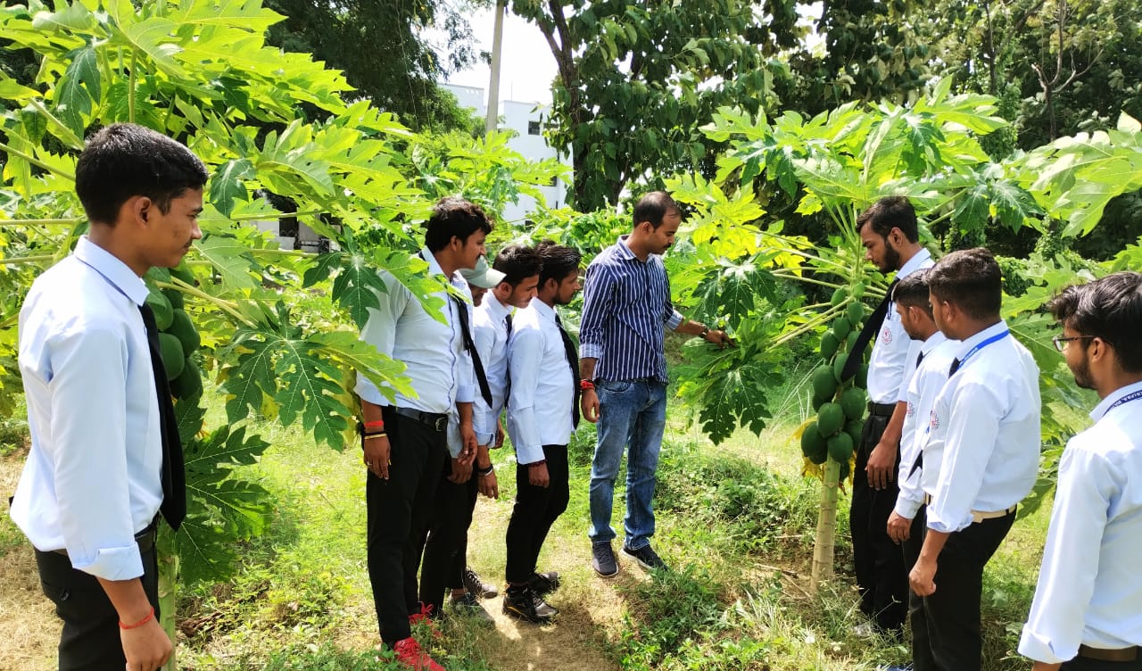 किसानों के लिए है मुनाफा भरा पपीते की खेती