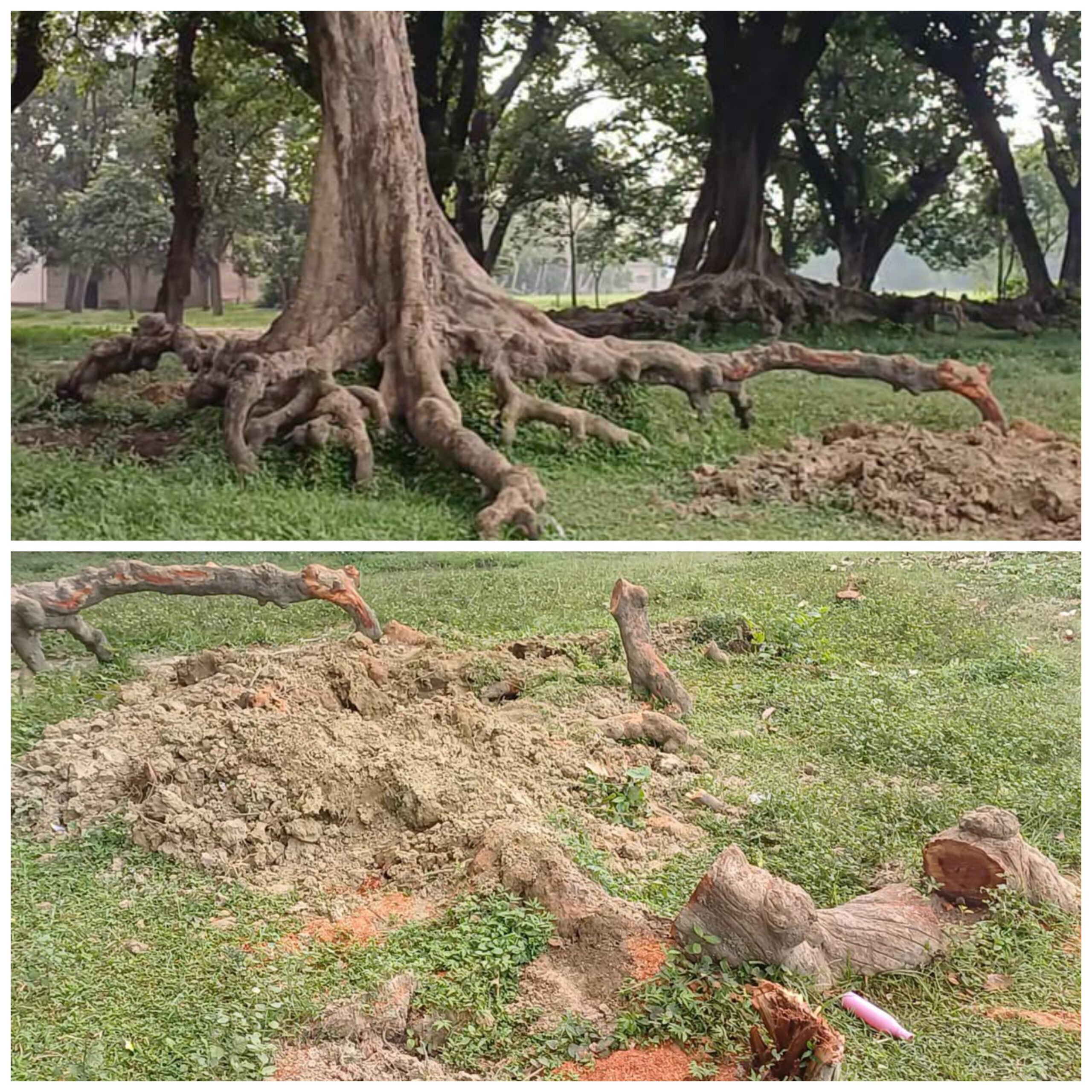 दबंग ठेकेदारों द्वारा हरे पेड़ों की कटान जारी